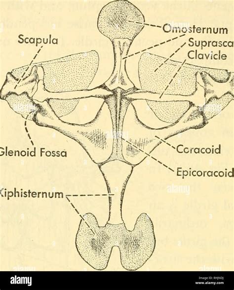 . Biology of the vertebrates : a comparative study of man and his animal allies. Vertebrates ...