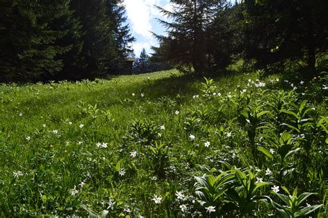 Narzissenfeld In Den H Hen Von Seewis Barbara Steinemann Flickr