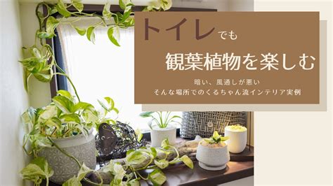 【トイレで楽しむ観葉植物】ちょっとした工夫とインテリア実例 Youtube