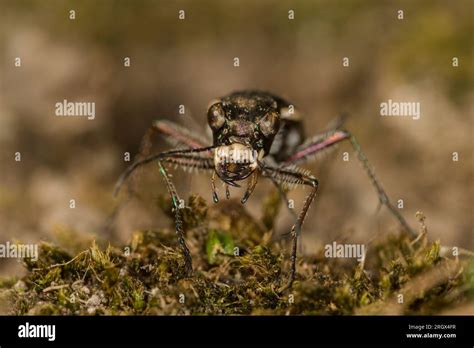 Close-up of Common Tiger Beetle - Cicindela tuberculata - displaying ...