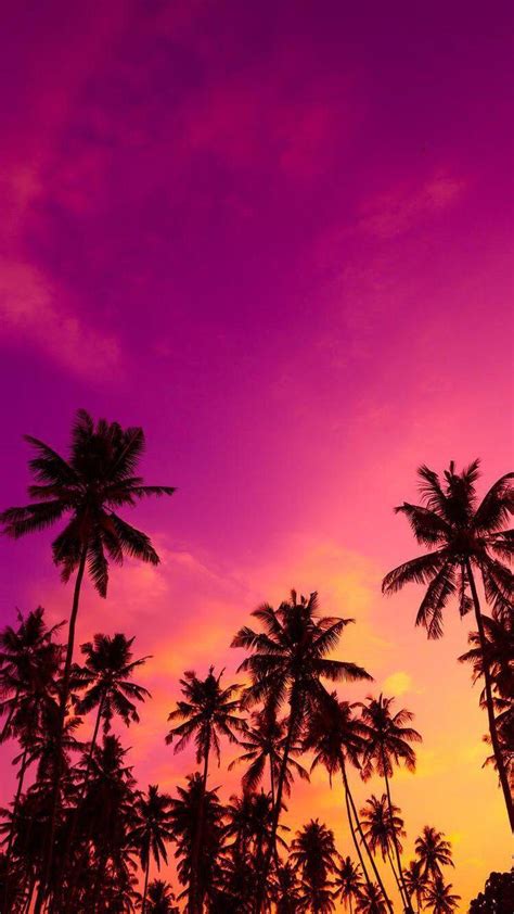 Pink Palm Tree Wallpapers - Top Free Pink Palm Tree Backgrounds ...