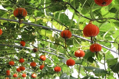 25 Sturdy Pumpkin Trellis Ideas For Vertical Gardens