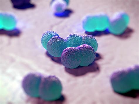 Neisseria Meningitidis Bacteria Photograph By Science Artwork Pixels