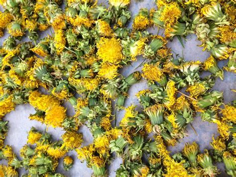 How To Dry Dandelion Leaves Without A Dehydrator Storables