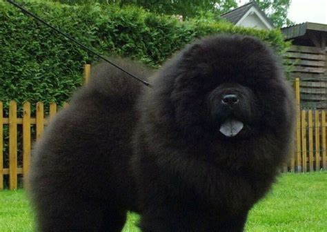 Black Chow Chow: A Majestic And Loyal Companion