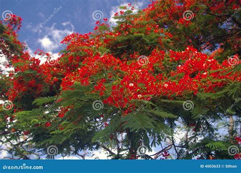 A Filial De árvore Vermelha Tropical Da Flama Sae Da Flor Fotos De