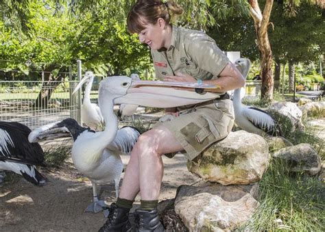 Storm Boy’s Mr Percival finds a home at the Adelaide Zoo | news.com.au — Australia’s leading ...