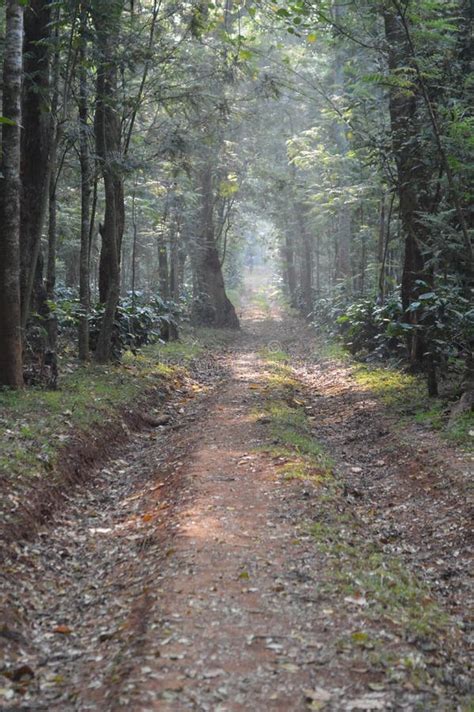 Chikmagalur, Hill Station in Karnataka Stock Image - Image of station ...