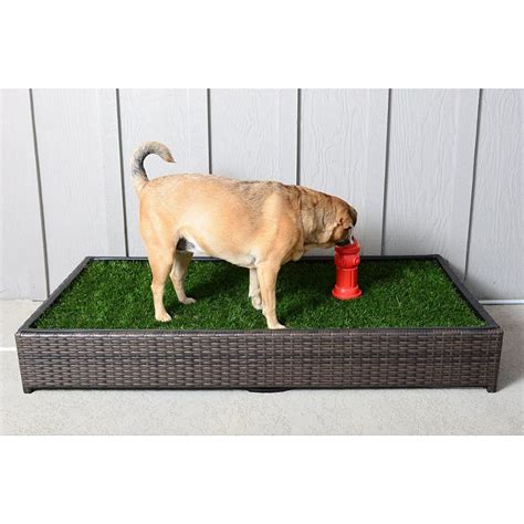 DIY Dog Grass Box Project: Full Video Tutorial | Dog Insider