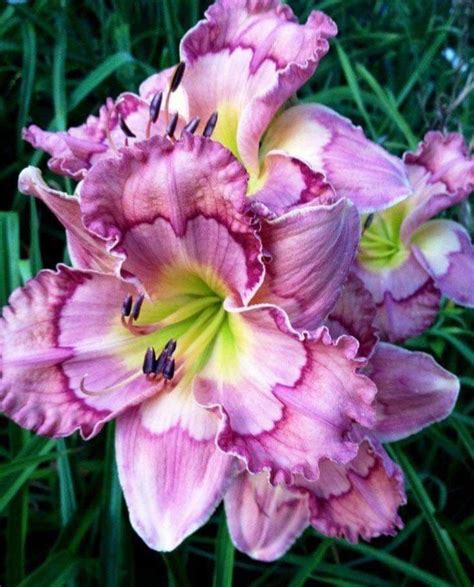 Pin By Ildik Nagy On Vir Gok Daylily Garden Day Lilies Unusual Flowers