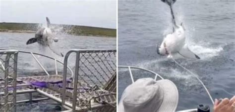 Heart Stopping Moment Great White Shark Leaps Out Of The Sea Just Feet