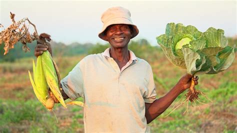 Cu L Es La Relaci N Entre La Agricultura Sostenible Y La Seguridad