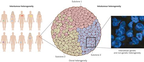 Intertumour And Intratumour Heterogeneitygenetic And Phenotypic