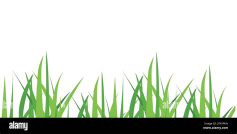 Vector illustration green grass isolated on white background. Spring ...