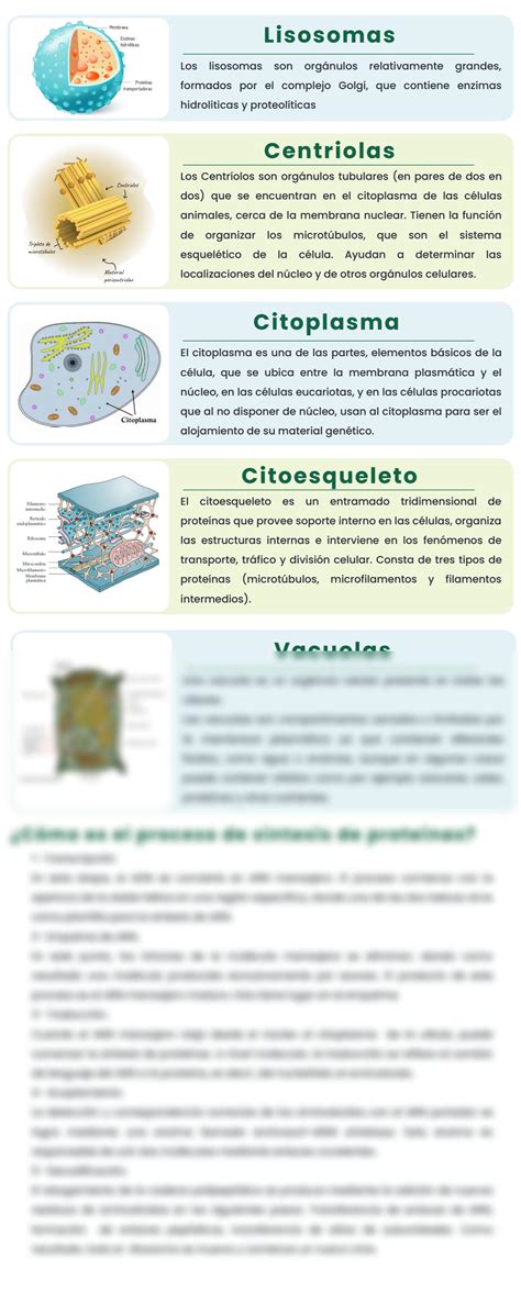 SOLUTION L C Lula Cada Una De Sus Partes Y Su Funci N Espec Fica