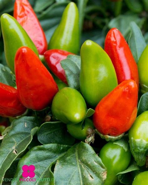 Hot Chilli Plant Gorria Calabrese Online Plant Sale