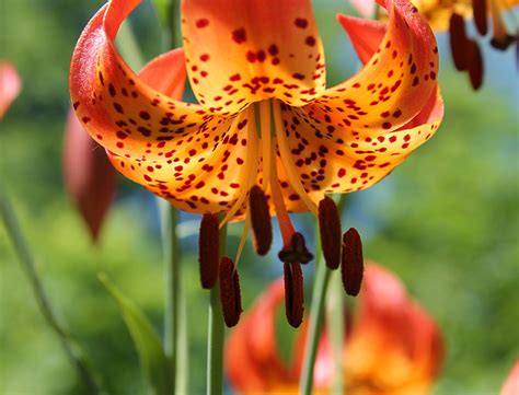 Turk S Cap Lily Guide How To Grow Care For Lilium Superbum