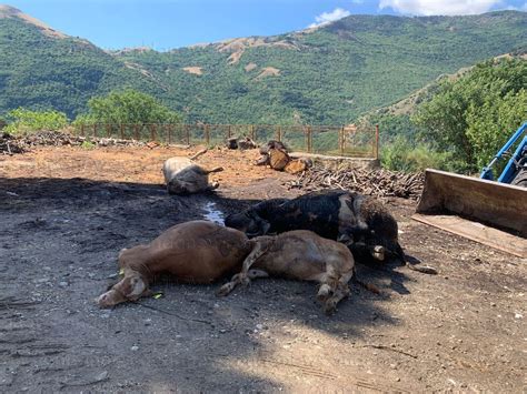 Furto Di Vitelli A Vietri Di Potenza Ladri Finiscono In Una Scarpata A