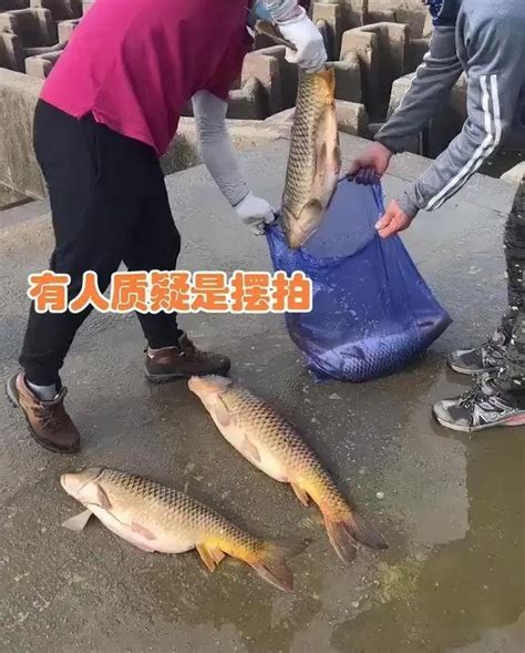 捡鱼模式开启！男子外出钓鱼遭遇水闸关闭，导致大量鱼群搁浅 知乎