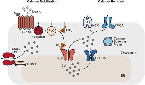 Figure From Decoding Calcium Encoding Through Bi Directional