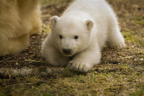 Pictures First Glimpse Of Polar Bear Cub At Highland Wildlife Park