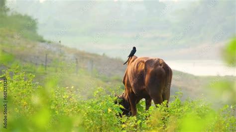 A Drongo Bird Perched On A Brown Cow While The Cow Eats The Surrounding