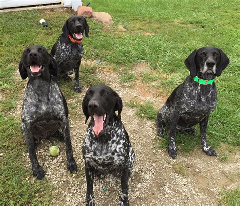 GSP- black roan | German shorthaired pointer, Pointer puppies, Gsp dogs