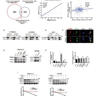 Tmem Mediates Prpf Protein Stability By Directly Binding To Prpf A