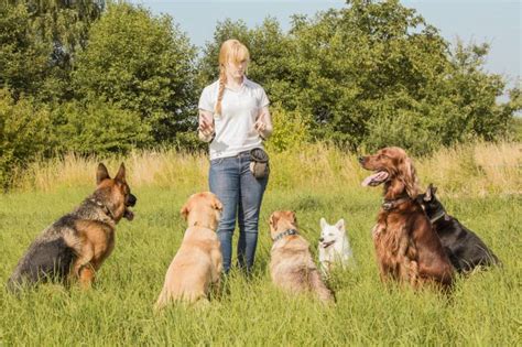 Éducateur canin vs comportementaliste canin quelle différence