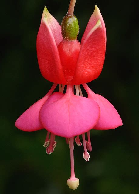 Fuchsia X Hybrida Nettala Best Viewed Large Size O Flickr