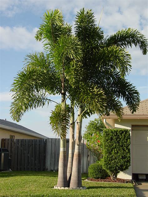 Xl Foxtail Palm Tree Wodyetia Bifurcata Urban Palms