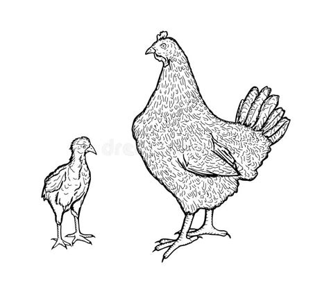 Poultry Broiler Stock Illustrations 1362 Poultry Broiler Stock