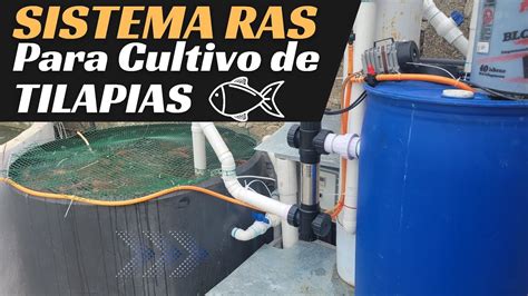 Criadero De Tilapia En Sistema RAS Una Forma Eco Sostenible De