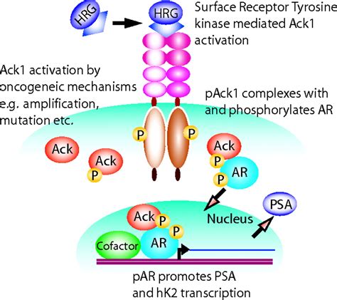 Activated Cdc42 Associated Kinase Ack1 Promotes Prostate Cancer