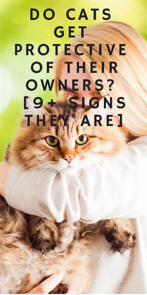 Do Cats Get Protective Of Their Owners Signs They Are