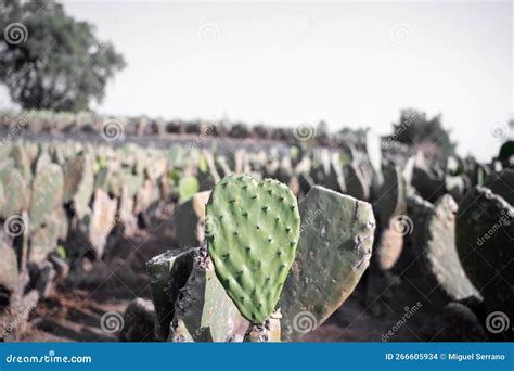 Close Up Of A Nopal Tuna With Shaped Like A Heart During A Sunrise