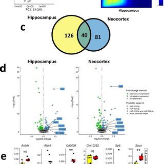 Initial Analysis Of Rna Seq Of Hippocampus And Neocortex In Month