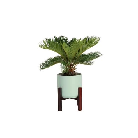 Costa Farms Cycas Revoluta Sago Palm Indoor Plant In 6 In Two Tone Ceramic Planter Avg