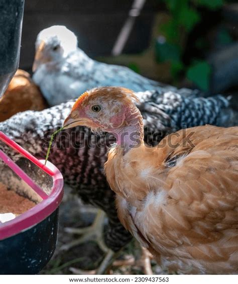 Naked Neck Pullet Holding Stable Grass Stock Photo 2309437563