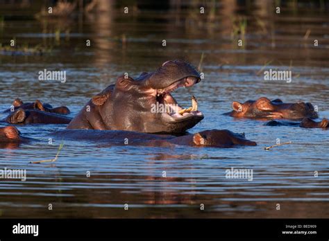 A Pod Of Hippopotamus Hippopotamus Amphibius In The Chobe River In