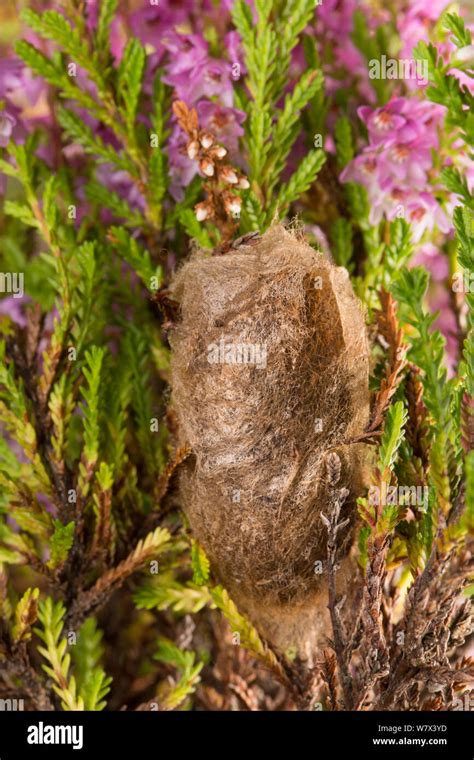 Emperor Moth Cocoon Saturnia Pavonia In Ling Heather Calluna