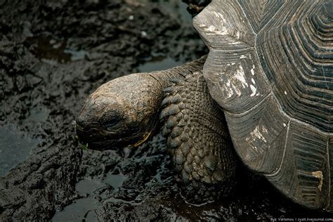 Галапагосская черепаха. — Teletype