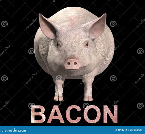 Pig And Bacon Stock Photography - Image: 2693242