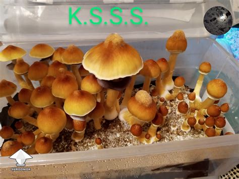 Ksss Aka Koh Samui Super Strain Magic Mushrooms By Projectmyco