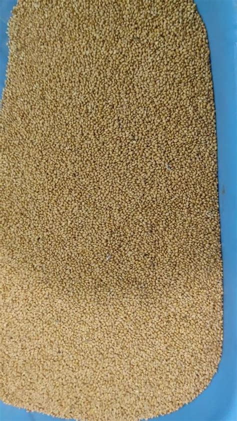 Foxtail Millet Korralu Packaging Size Kgs Gluten Free At Rs Kg