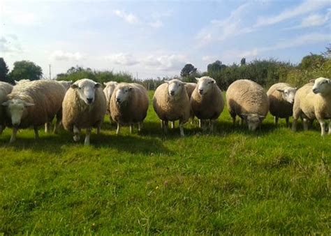 Romney Sheep For Sale | SellMyLivestock - The Online Livestock Marketplace