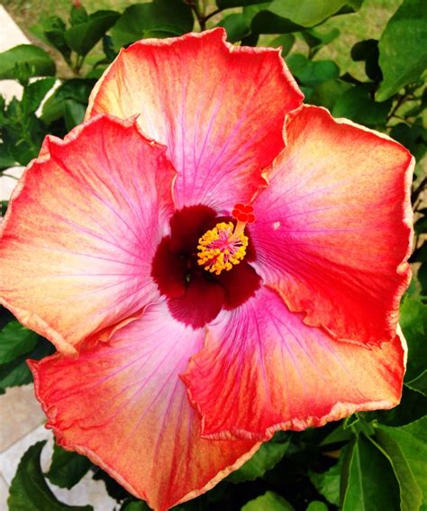 Rum Runner Hibiscus Tropical Flowers