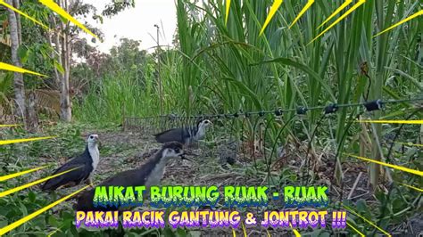 Jerat Burung Ruak Ruak Pakai Racik Gantung Jontrot Bird Trap