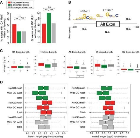 Hnrnp L Enhanced Exons Are Preferentially Flanked By Short Gc Rich