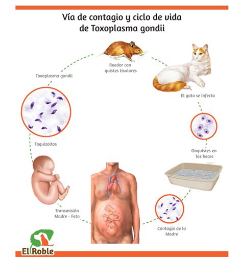 Toxoplasmosis El Roble